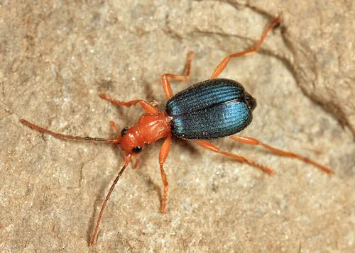 Brachinus patruelis