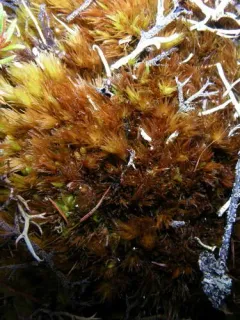 Dicranum acutifolium thumbnail 2