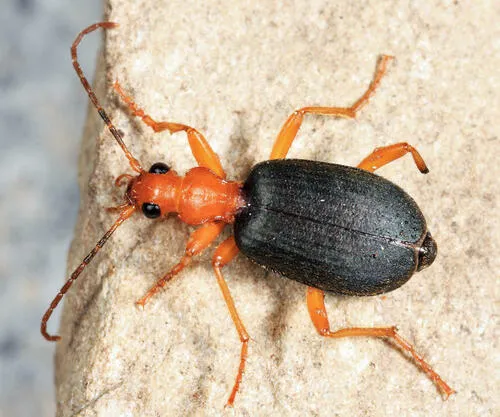 Brachinus vulcanoides