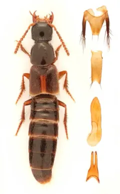 Disk-shaped Rove Beetle thumbnail 2