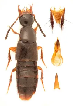 Philonthus sericans thumbnail 2