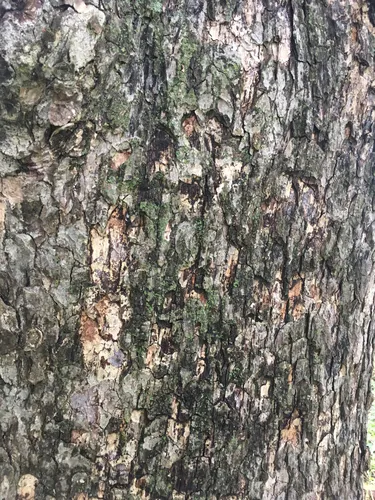 Turkish Hazel