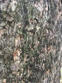 Turkish Hazel thumbnail 1