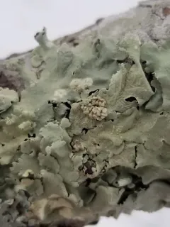 Tremella flavoparmeliae thumbnail 3