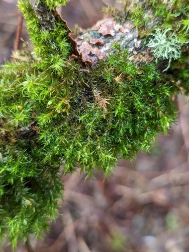 Pulvigera pringlei