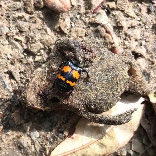 Tomentose Burying Beetle