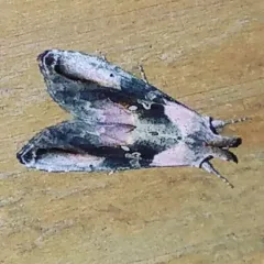 Pink-patched Looper Moth thumbnail 2