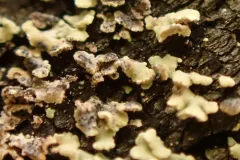 Clypeococcum hypocenomycis thumbnail 3