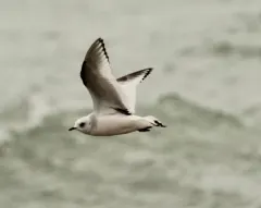 Ross's Gull thumbnail 2
