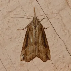 California Cloverworm Moth thumbnail 2