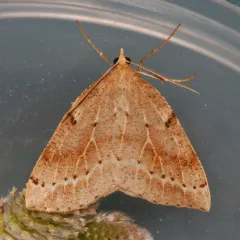 Northern Thallophaga thumbnail 4