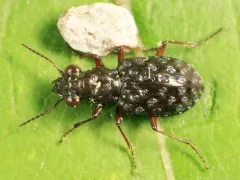 Elaphrus olivaceus thumbnail 2