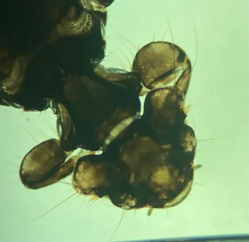 goose body louse