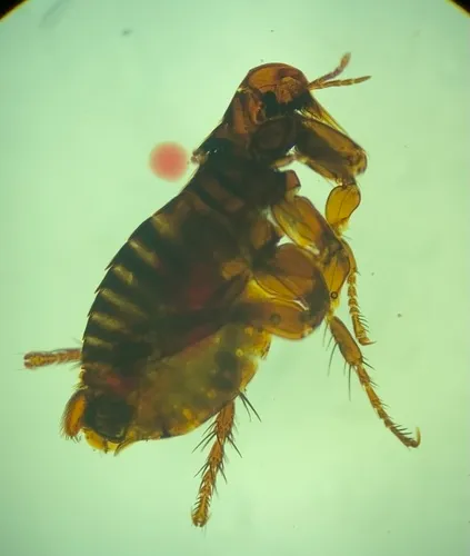 Eastern Rabbit Flea