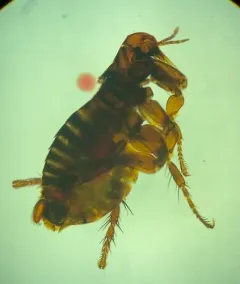 Eastern Rabbit Flea thumbnail 1