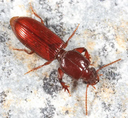 Slender Seedcorn Beetle