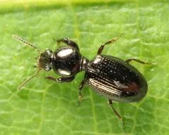 Dejean's Ground Beetle thumbnail 2