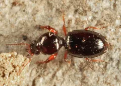 Dyschirius globulosus thumbnail 2