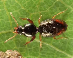 Dyschirius pilosus thumbnail 2