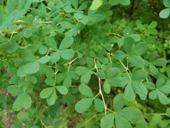 Russian peashrub thumbnail 1