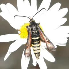 Fireweed Clearwing Moth thumbnail 3