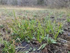 juniper sedge thumbnail 1