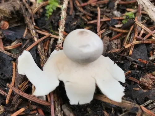 Four-rayed Earthstar