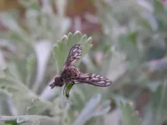 Cone-snout Bee Fly thumbnail 3