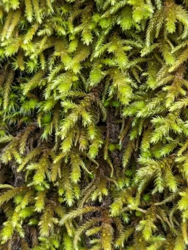 California antitrichia moss