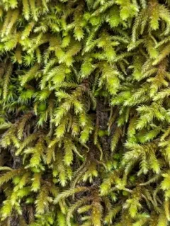 California antitrichia moss thumbnail 1