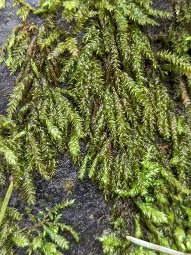 obtuseleaf scleropodium moss