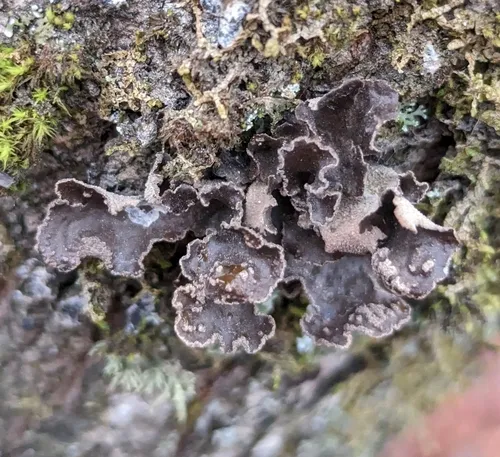 Powdered Moon Lichen