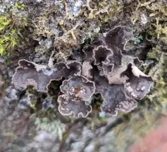 Powdered Moon Lichen thumbnail 1