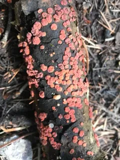 Red Tree Brain Fungus thumbnail 5