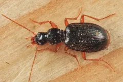 Atranus pubescens thumbnail 1