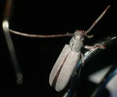 Hebestola pullata thumbnail 4