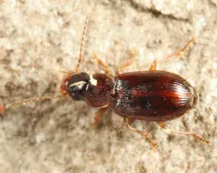 Beloved Harp Ground Beetle thumbnail 3