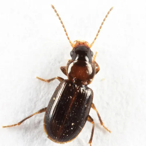 Minuscule Harp Ground Beetle