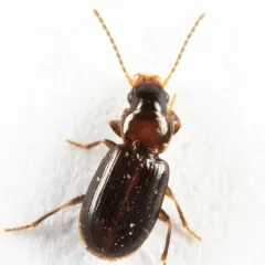 Minuscule Harp Ground Beetle thumbnail 1