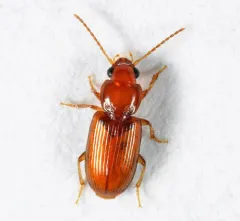 Tiled Harp Ground Beetle thumbnail 2