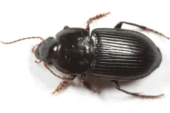 Anisodactylus nigerrimus thumbnail 2