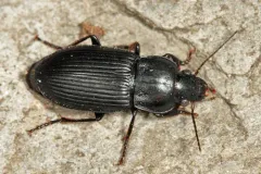Anisodactylus nigrita thumbnail 2