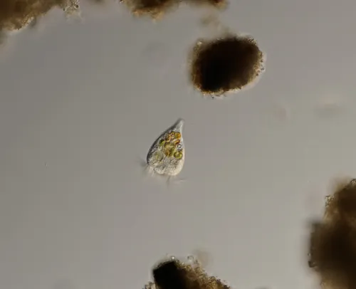 Strobilidium caudatum