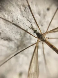 Tipula cunctans thumbnail 2