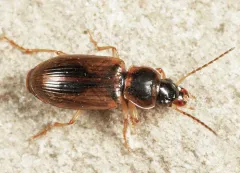 Black-middled Harp Ground Beetle thumbnail 3