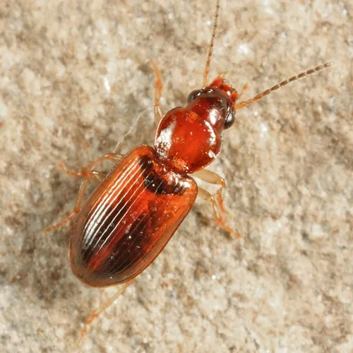 Bungling Harp Ground Beetle