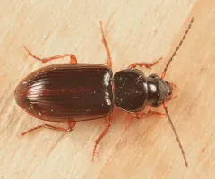 Leconte's Ground Beetle thumbnail 3
