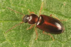 Black-headed Harp Ground Beetle thumbnail 3