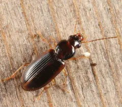 Rock-dwelling Harp Ground Beetle thumbnail 4