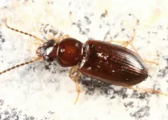 Tiny Harp Ground Beetle thumbnail 2